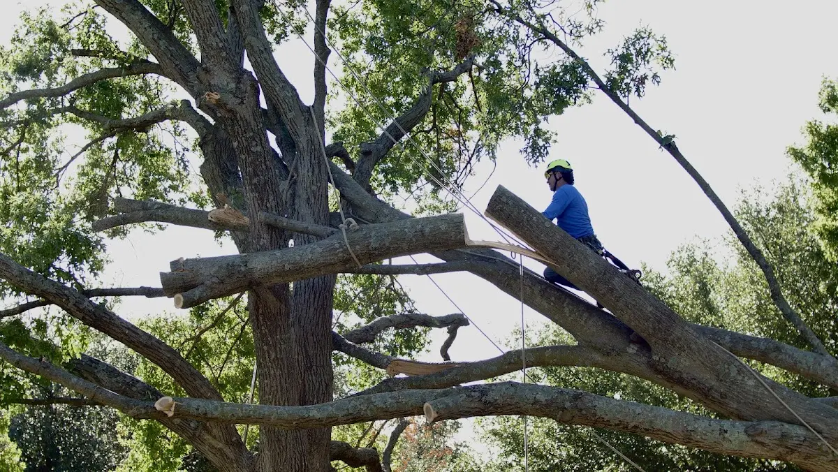 Professional Crown Thinning performed by certified arborists in Pekin